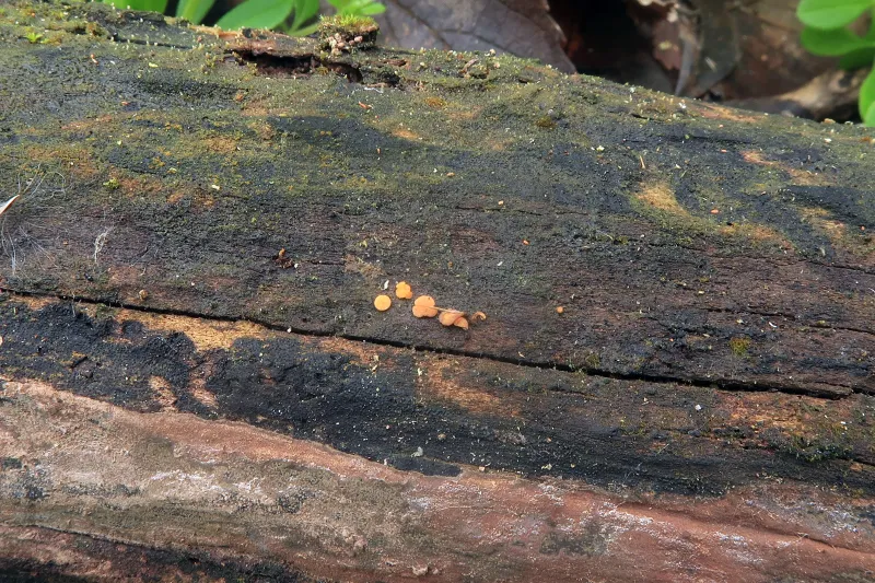 Claussenomyces prasinulus 1 - IMG_8414